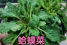蛤蟆菜吃过吗？春天非常好吃的一种野菜，经常吃对身体好视频封面