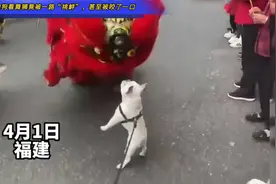 狗狗看舞狮竟被一路“挑衅”，甚至被咬了一口