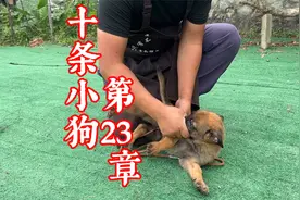 为什么狗狗会咬主人？应该如何纠正？训犬师分享脱敏训练视频封面