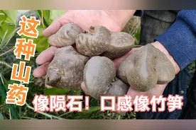 奇怪的山药，长得像“陨石”！吃起来像嫩“竹笋”！视频封面