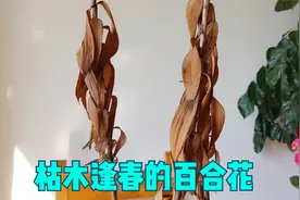 百合花会假死，干枯后又“枯木逢春”，发了新芽视频封面