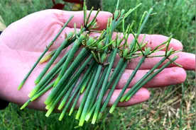 节节草别名“木贼”价值高，分享3大厉害妙用，学会当钱使！