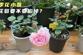 月季花小苗出花苞要不要掐掉？二选一，不掐开花、掐掉发芽！视频封面