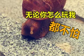 福州路边发现超级大蜗牛，连人都不怕，谁都无法阻挡视频封面