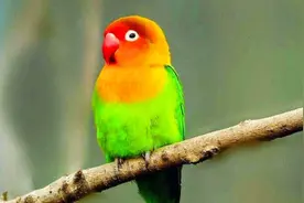 费氏牡丹鹦鹉！养殖场贩卖国家二级保护动物，警方抓获3名嫌疑人视频封面