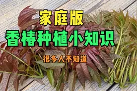 香椿芽好贵，教大家在家种，种4个月开始采收，年年吃不完视频封面