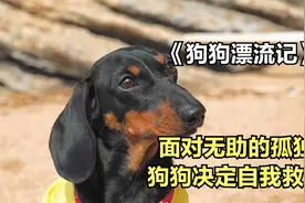未来的某一天，只剩狗狗一人了，它要自救迎战孤独《狗狗漂流记》视频封面