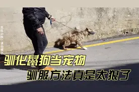 驯化鬣狗第三集，驯服方法真是太绝了，几天就能让鬣狗服服贴贴视频封面