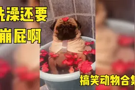 #搞笑动物合集 狗狗洗澡舒服的直放屁，主人一脸嫌弃视频封面