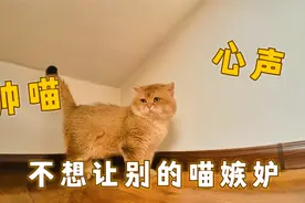 主人给漂亮猫夫妻梳毛，两只猫表现完全不同，公猫全程都在逃跑视频封面