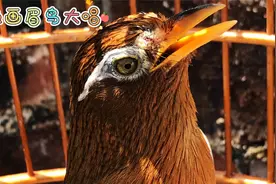 顶级画眉雀颜值出众叫口一流儿，花口连唱婉转嘹亮有气势，真棒视频封面