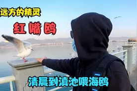 来自远方的精灵·红嘴鸥千里迢迢来到昆明过冬，清晨到滇池喂海鸥视频封面