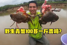 100多一斤的野生青蟹贵吗？看小伙抓一只得花多大力气，太辛苦了视频封面