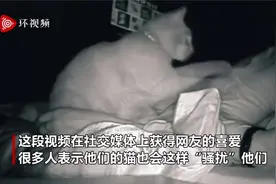 女子睡醒感到疲惫，查看监控发现半夜被猫打了四个小时视频封面