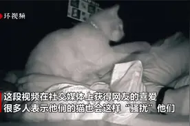 女子睡醒感到疲惫，查看监控发现半夜被猫打了四个小时视频封面