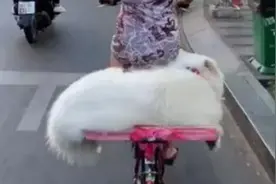 主人骑车载萨摩耶，为了塞下它庞大的身躯，想出了个妙招！视频封面