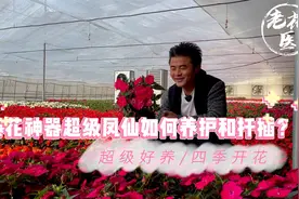 超级凤仙，超级好养，四季开花！超级凤仙养护分享与扦插教学视频封面