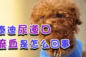 公泰迪尿道口流血是怎么回事视频封面
