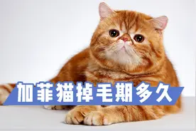 加菲猫掉毛期多久？感兴趣的可以了解一下视频封面