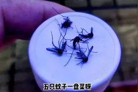 捉住了五只特大号蚊子，直接来喂鱼，你们那的蚊子有多大？视频封面