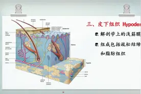 人体组织学：10.3真皮及皮下组织视频封面