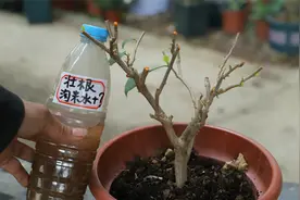 教你如何用柳树枝制作“壮根水”，三角梅喝了，根壮芽更多！视频封面