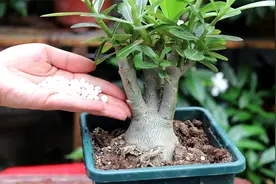 沙漠玫瑰即将开花，知道施什么肥开花快吗？我也是刚知道视频封面