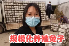河北农村规模化养殖兔子，看看一个月挣多少钱，老板很知足！视频封面