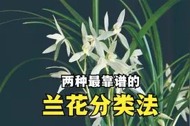 认识兰花，先从兰花分类开始，2种分类方法让你全面了解兰花视频封面