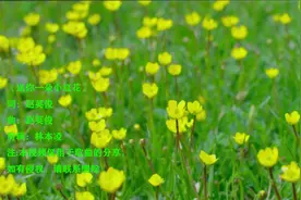 《送你一朵小红花》赵英俊小红花渺小生命毅然感受一朵带来的力量视频封面