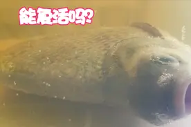 把鱼丢到啤酒里24小时，拿出来还能活过来吗？满足你们的好奇心视频封面