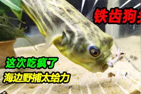 海边野采的7种猛货海鲜成功入缸，带毒狗头吃疯了，寄居蟹壳爆碎视频封面