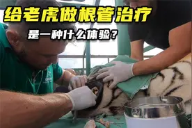 老虎牙疼到嗷嗷叫，牙齿问题相当严重，医生给它做根管治疗视频封面