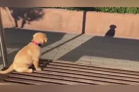 狗狗看到花坛上自己的影子，竟然不停地冲影子吼叫，场面十分滑稽视频封面