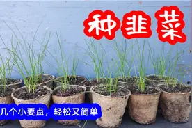 如何从种子开始培育韭菜 掌握几个小要点，种植韭菜轻松又简单