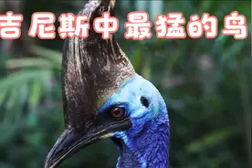 吉尼斯世界纪录中最猛的鸟视频封面