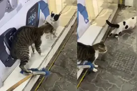 猫咪打架男子不劝反在一旁拱火，网友：你别推它好像没把握视频封面