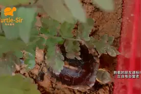 黄缘龟龟苗到家环境布置需要注意哪些细节「龟谷鳖老」视频封面