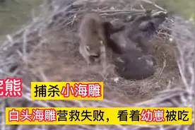 凶残的一面，小浣熊捕杀小海雕，白头海雕营救失败，幼鸟当面被吃视频封面