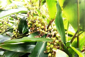 四川农村：自家栽种的砂仁与黄栀子硕果累累挂满枝头，看着真欢喜