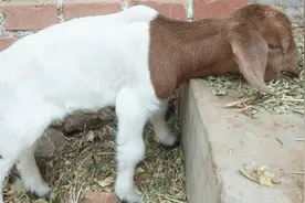 养一只羊一年利润是多少？养羊十多年，小伙今天说出了实心话视频封面