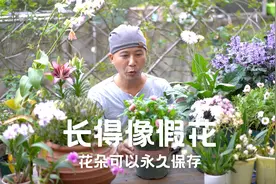 长得像假花，花朵可以永久保存，一年四季都开花的麦秆菊视频封面