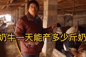 奶牛日均产奶60斤，买头奶牛喂三个牛犊，养牛效益最大化！视频封面
