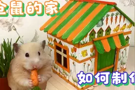如何为仓鼠制作乡村小屋-冰棒棒纸板和剪纸，你会为仓鼠动手吗？视频封面