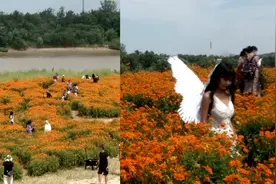 济南黄河荒草滩变身“星河花海”，工作人员：毫不羞涩的野性美！视频封面
