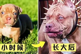 7个动物成长前后对比，你能想象到这是同一只狗吗？视频封面