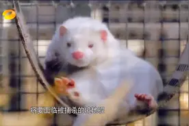 丹麦发布杀貂令，1700万水貂被捕杀，和新冠疫情有关|新闻大求真视频封面