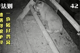 比黄鼠狼还凶残的短尾猫，深夜潜入鸡窝偷鸡，很快鸡窝被屠杀殆尽视频封面