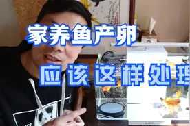 九哥讲家养鱼产卵怎么办视频封面