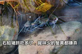 驯养野钓的极品石鲶鱼，猪肝喂多了，就连腥味小的蟹黄都不爱吃了视频封面